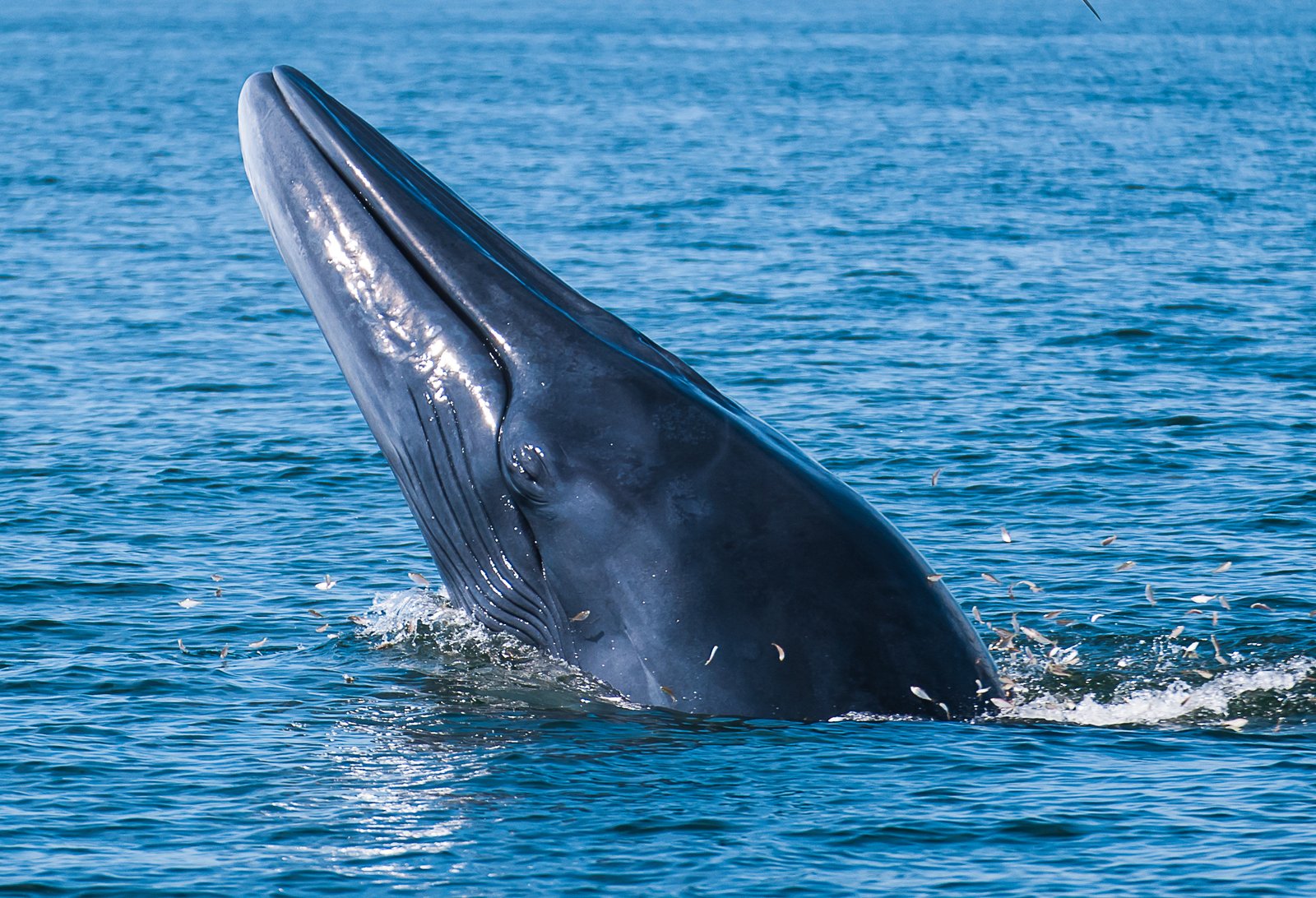 humpback whale breaching the surface ​in gulf of Thailand.