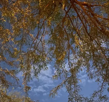 بريدة — SA news