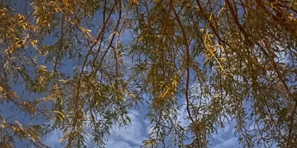 بريدة — SA news