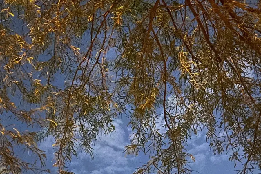 بريدة — SA news