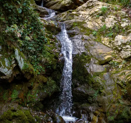 حوطة بني تميم — SA news