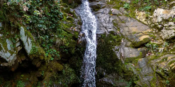 حوطة بني تميم — SA news