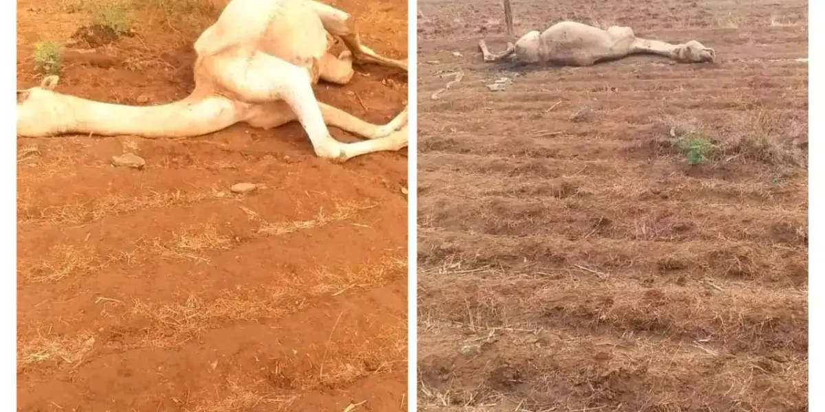 عاصفة رعدية — SA news