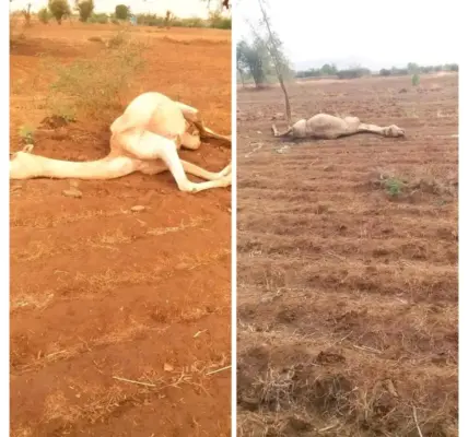 عاصفة رعدية — SA news