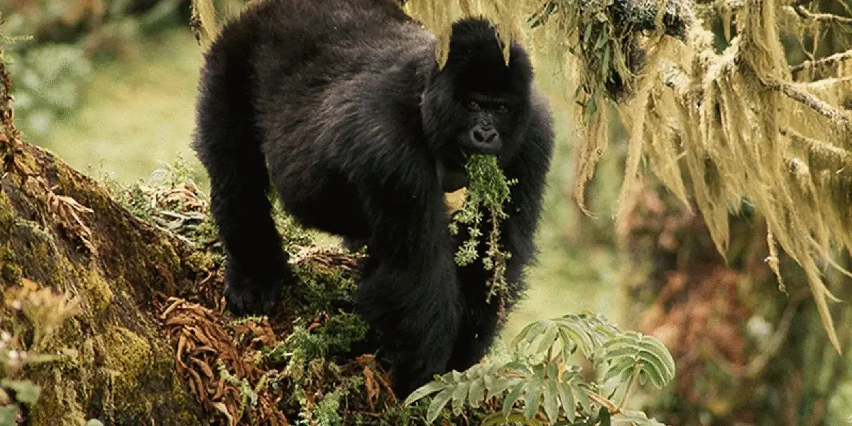 اوغندا — SA news