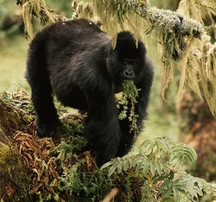 اوغندا — SA news