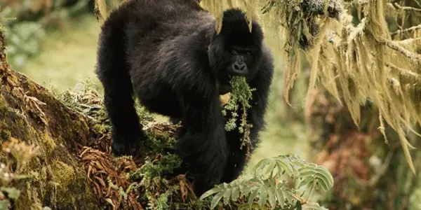 اوغندا — SA news